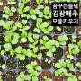 김장철에 맞춰 배추 모종 키우기