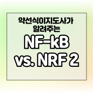 NF-kB의 반대 기전, NRF 2에 대한 내용 정리