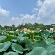 [경기도 여행] 양평 가볼만한 곳 세미원 입장료 두물머리 연핫도그