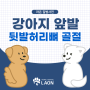 [마포동물병원] 강아지 앞발 뒷발 허리뼈 골절 [서울라온동물병원]