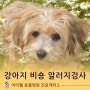 5살 강아지 비숑의 알러지 검사와 결과서를 통한 상담 진행 과정