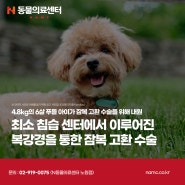 최소 침습 센터에서 이루어진 복강을 통한 강아지 잠복 고환 수술, 노원강북동물병원, N동물의료센터 노원점