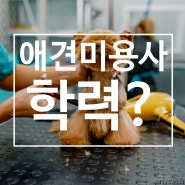 애견미용사 월급은 대학 학력에 따라 다르게 받을까?