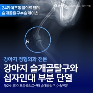 대구 강아지 십자인대파열과 슬개골탈구 수술 : 13세 노령견도 안전하게!