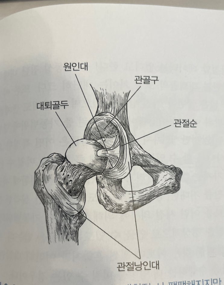 고관절에 붙어있는 5가지 인대 알아보기(대퇴골두인대, 좌골대퇴인대, 치골대퇴인대, 장골대퇴인대) : 네이버 블로그