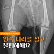 경기도광주동물병원 강아지슬개골탈구맞춤수술전문 왼쪽 다리를 절고 불편해하는 증상 4살 포메 수술 후 물리치료