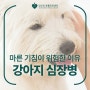 [24시 동물병원] 강아지 기침, 켁켁거림은 강아지 심장병 증상일 수 있어요!