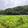 진주시 명석면 용산리 비실 연꽃마을 전원주택지 매매