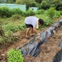 토닥토닥 사회적 치유농장 김장 배추 모종 100% 살리기