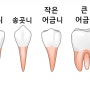 치아의 기능과 모양에 따른 치아별 역할