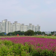 가을 꽃구경 양주 나리농원 제6회 2024 양주 천만송이 천일홍 축제 가는 길