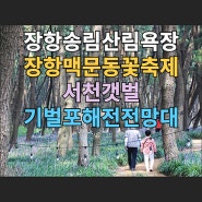 충남 서천 장항송림산림욕장·장항맥문동꽃축제·서천갯벌·기벌포해전전망대(장항스카이워크)