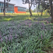 Big blue lilyturf patch under the pine trees in Seocheon