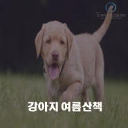 [오케이동물의료센터] 강아지여름산책 어느정도가 적당할까?