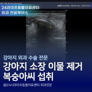 대구 24시 동물병원 : 강아지가 계속 토해요 / 강아지 복숭아씨 섭취 소장이물 제거 수술