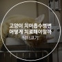 발병률 높은 고양이 치아흡수병변, 어떻게 치료해야 할까?