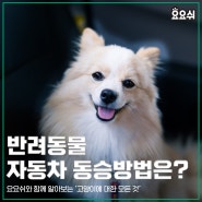 반려동물 자동차 동승방법은?