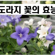 여름에 피는 꽃, 도라지꽃의 7가지 효능