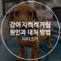 강아지켁켁거림 원인과 대처 방법