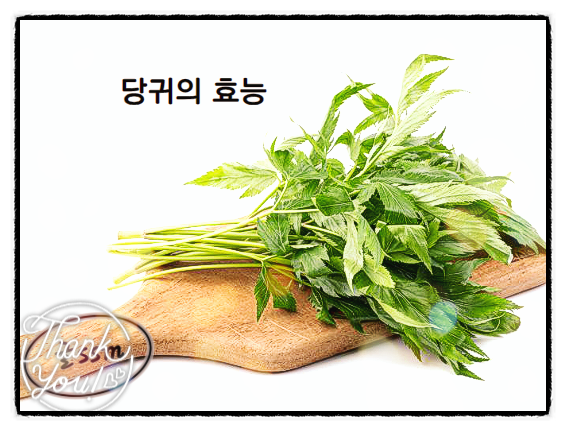 당귀차 효능 당귀 효능 : 네이버 블로그