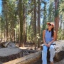 "세계에서 가장 큰 나무를 만났습니다" [세쿼이아 국립공원] Sequoia National Park