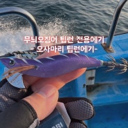 무늬오징어 팁런에기 - 오사마리 팁런에기