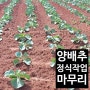 양배추 모종 교환 후 정식 완료