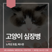 부산 고양이 병원 추천 고양이 심장병 증상 고양이 호흡 치료