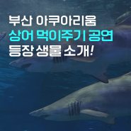 부산 아쿠아리움 상어 먹이주기공연 등장 생물 궁금하다면!