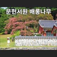 충남 서천 문헌서원 배롱나무