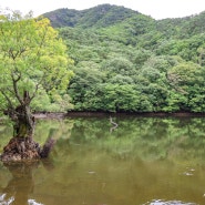 경북 청송 가볼만한곳 주산지 ft. 주왕산 국립공원