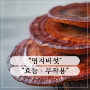 영지버섯 효능ㆍ성분ㆍ부작용ㆍ섭취방법ㆍ총정리