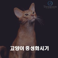 [오케이동물의료센터] 고양이 중성화 시기 안전하게 진행하고 싶다면