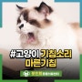 고양이 기침소리 마른기침 증상 상부 호흡기 문제라고?