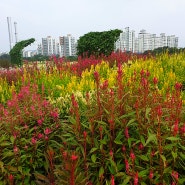 추억의 꽃 맨드라미 꽃말 알아보기 두 가지 빨강 노랑