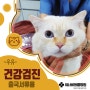 고양이 해외여행 건강검진 출국서류 발급 이야기!