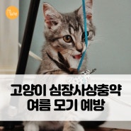 고양이 심장사상충약 여름 모기 예방