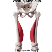 [망포역필라테스/영통필라테스/영통요가/망포동요가원] 측광근(Vastus Medialis)의 기능과 역할