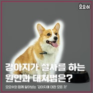 강아지가 설사를 하는 원인과 대처법은?