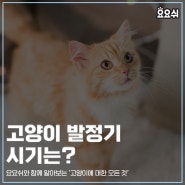 고양이 발정기 시기는?