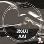 강아지 환축추 불안정증 AAI 수술