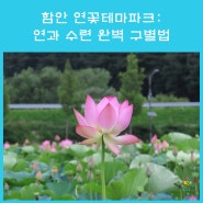 함안 연꽃테마파크 : 연과 수련 완벽 구별법