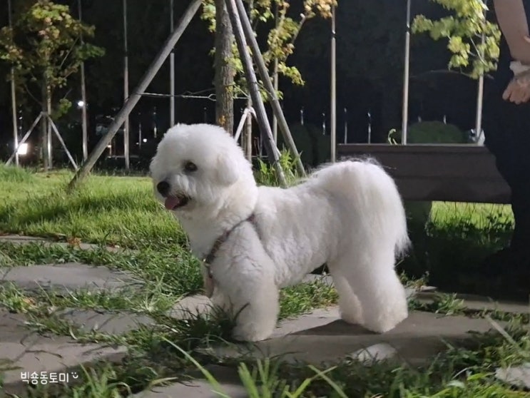 꼬동 귀엽고 사랑스러운 소형견 종류 꼬똥 드 툴레아 : 네이버 블로그