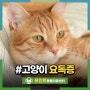 고양이 급성, 만성 신부전 요독증 원인, 치료와 예방법은?