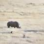 [아프리카 여행] 나미비아 에토샤 국립공원의 코뿔소 / Rhinoceros in Etosha National Park, Namibia