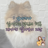 강아지가 보호자의 행동중 좋아하지 않는 23가지 알아보기 2탄