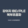 (연재 48편) 강아지 IBD/PLE의 초음파 소견