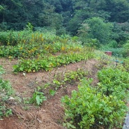 9월 첫 휴무는 종일 밭일로 마무리한 추석연휴맛집 오창맛집 건강한밥상