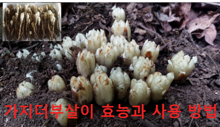 가지더부살이 효능과 작용 : 네이버 블로그