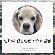 울산중구동물병원 울산강아지치과 리버동물의료센터 강아지구취 강아지잇몸 강아지치석 강아지발치 울산강아지건강검진